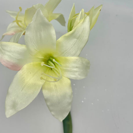 White Star Amaryllis Stem, additional view
