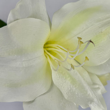 White Star Amaryllis Stem, additional view