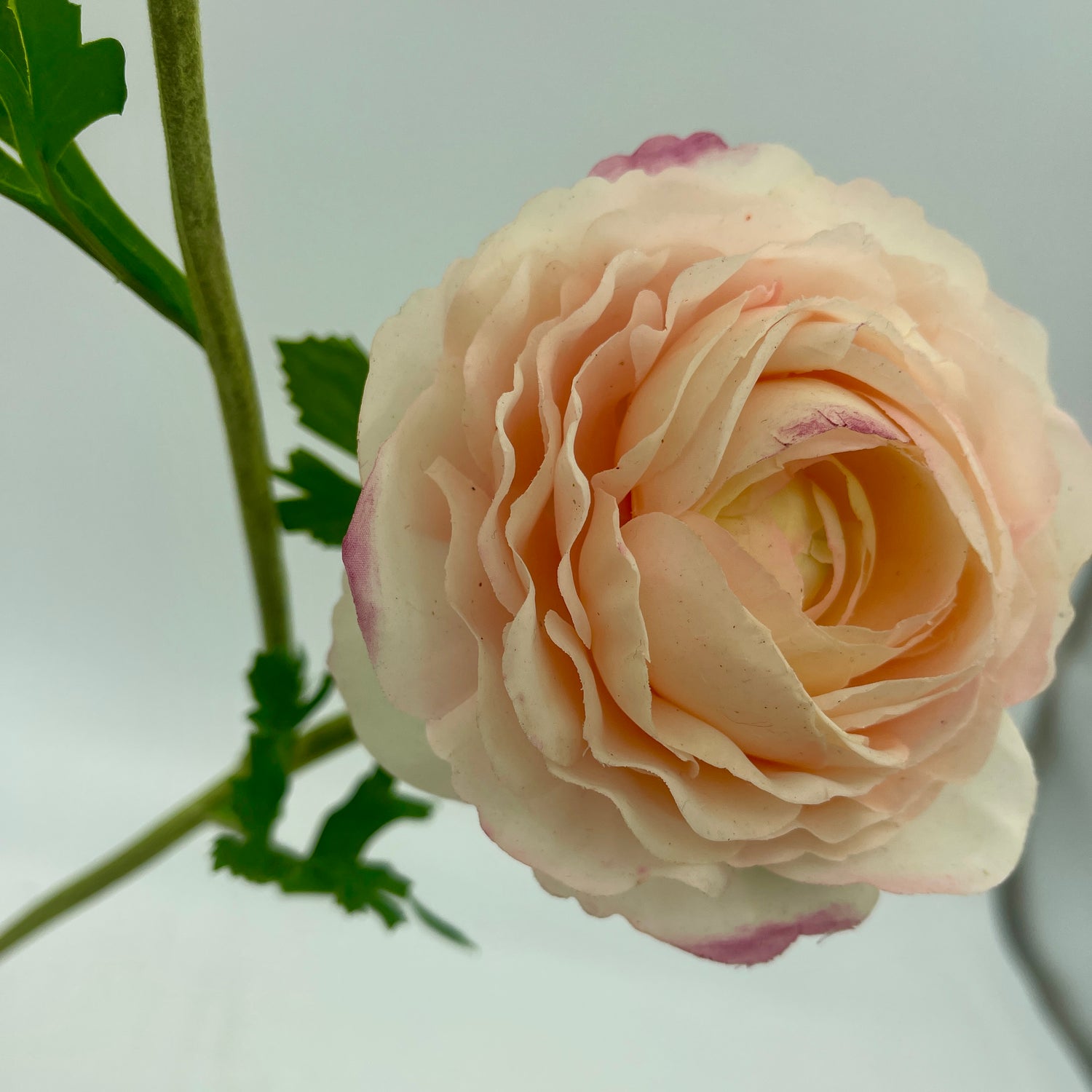 23” Just Cut Ranunculus + Bud |Blush