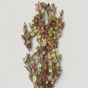 30" Copper Ruscus Hanging Bush