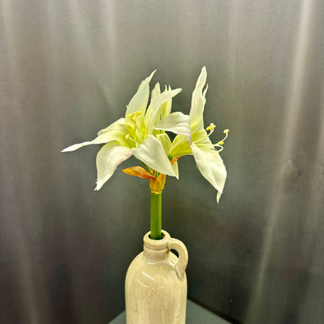 White Star Amaryllis Stem, additional view