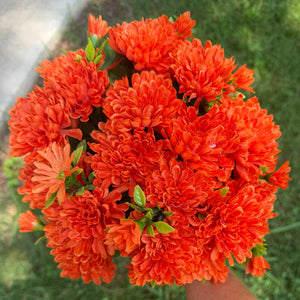 15" Orange Mini Mums & Buds Bush