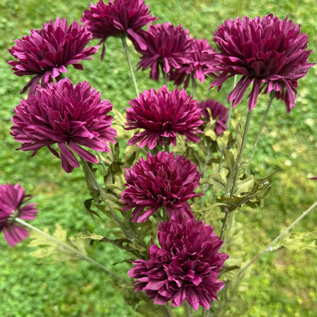 Plum Fall Mum Bundle, additional view