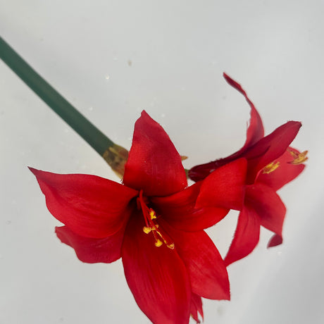 Red Star Amaryllis Stem, additional view