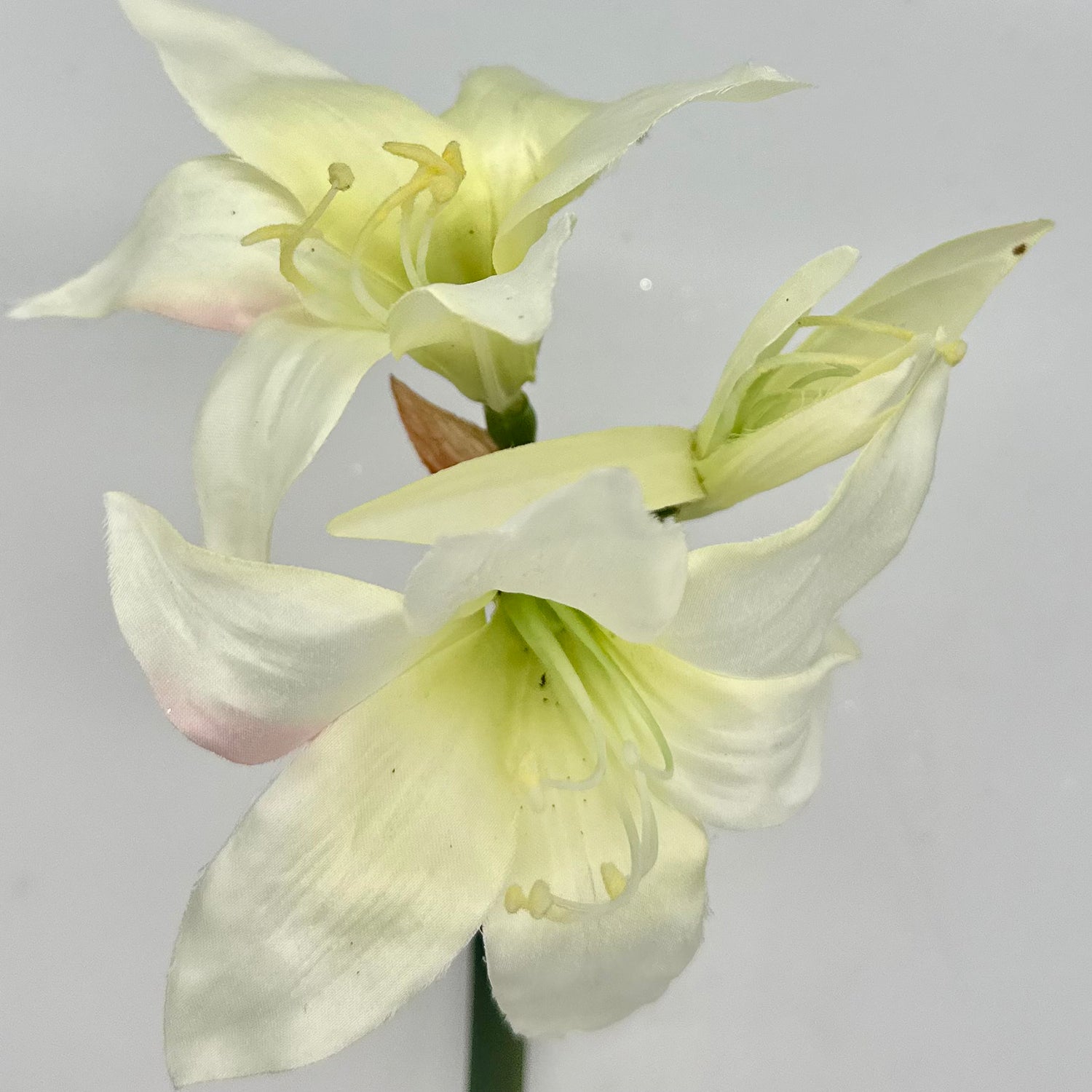 17" White Star Amaryllis Stem
