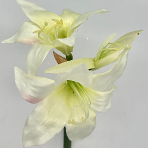 17" White Star Amaryllis Stem