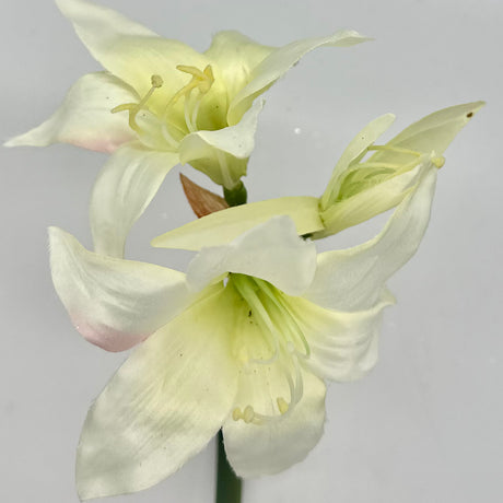 White Star Amaryllis Stem, additional view