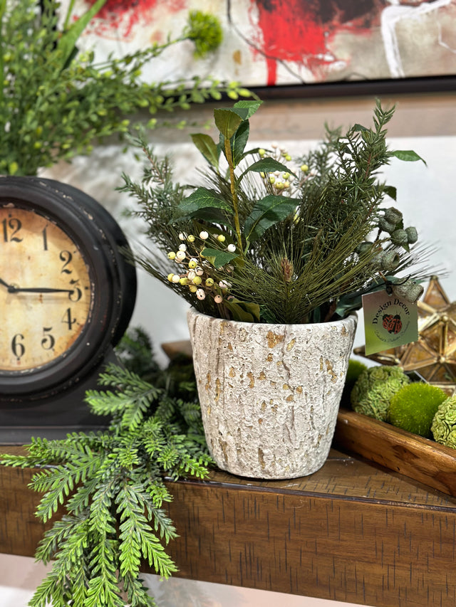 Pine Berry in pot arrangement 15”
