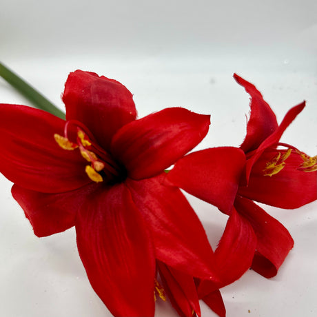 Red Star Amaryllis Stem, additional view