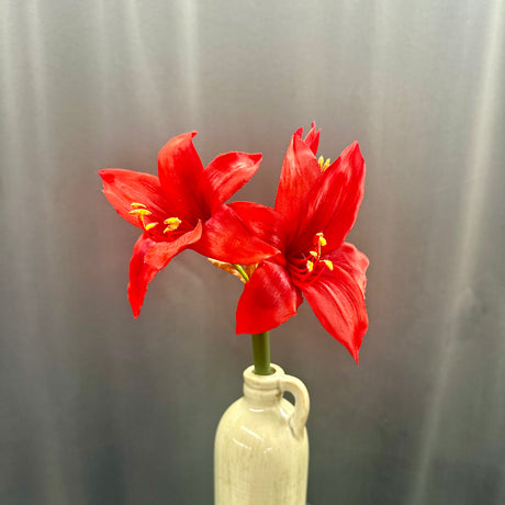 Red Star Amaryllis Stem, additional view