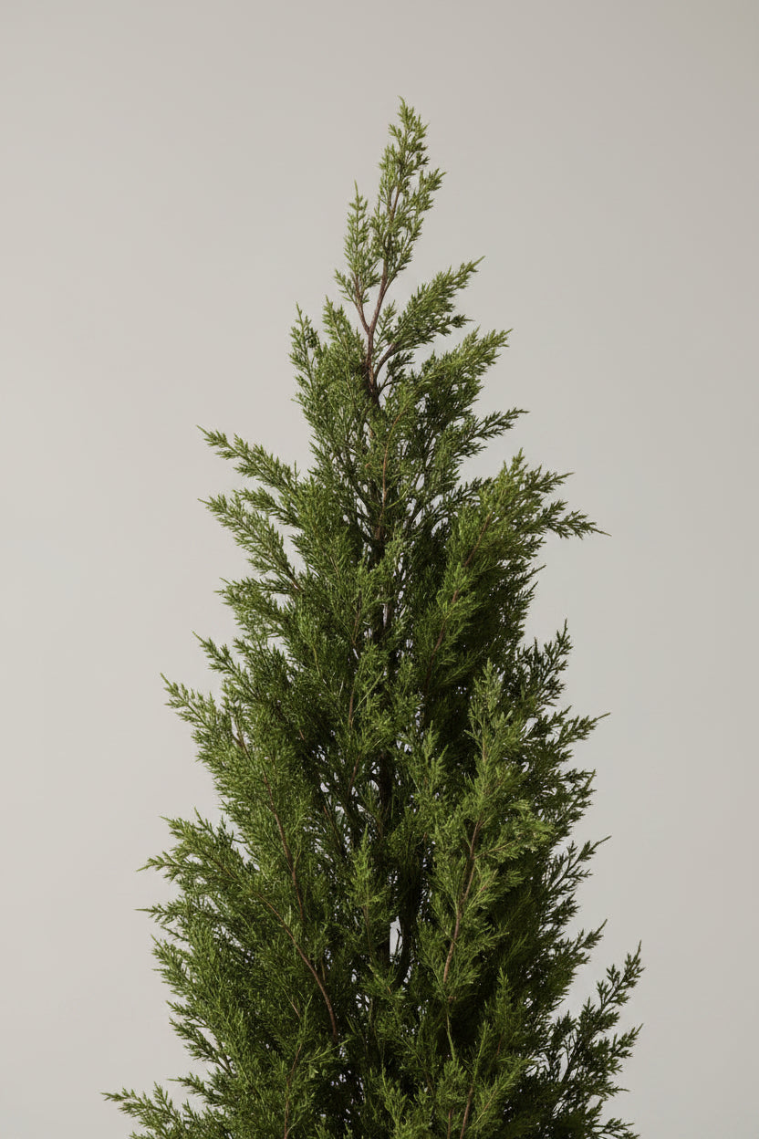 60" Potted Juniper Bush