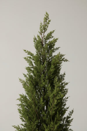 60" Potted Juniper Bush