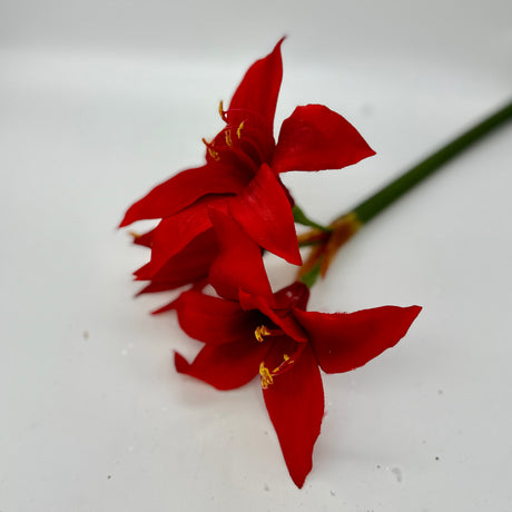 Red Star Amaryllis Stem, additional view