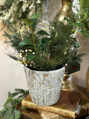 Pine Berry in pot arrangement 15”