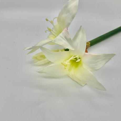 White Star Amaryllis Stem, additional view