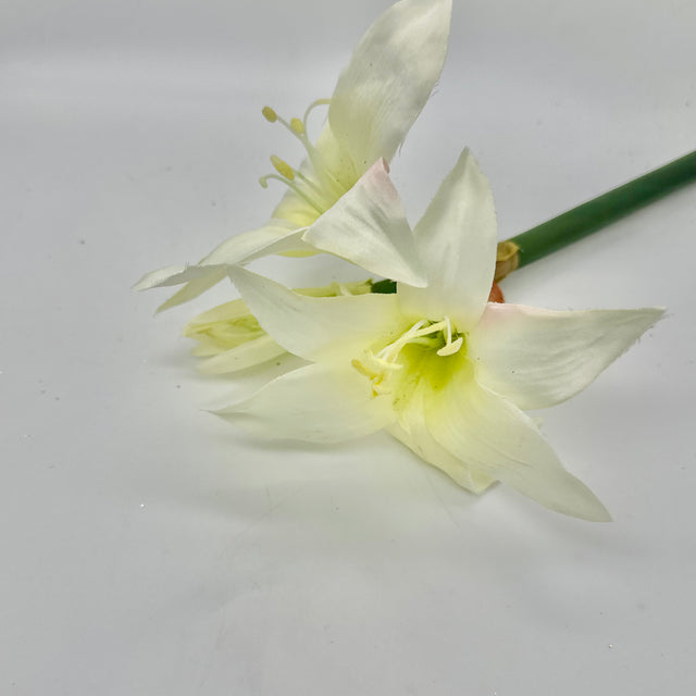 17" White Star Amaryllis Stem