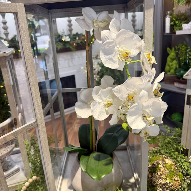 24" Natural Touch Phaleanopsis Orchid in Cement Pot White