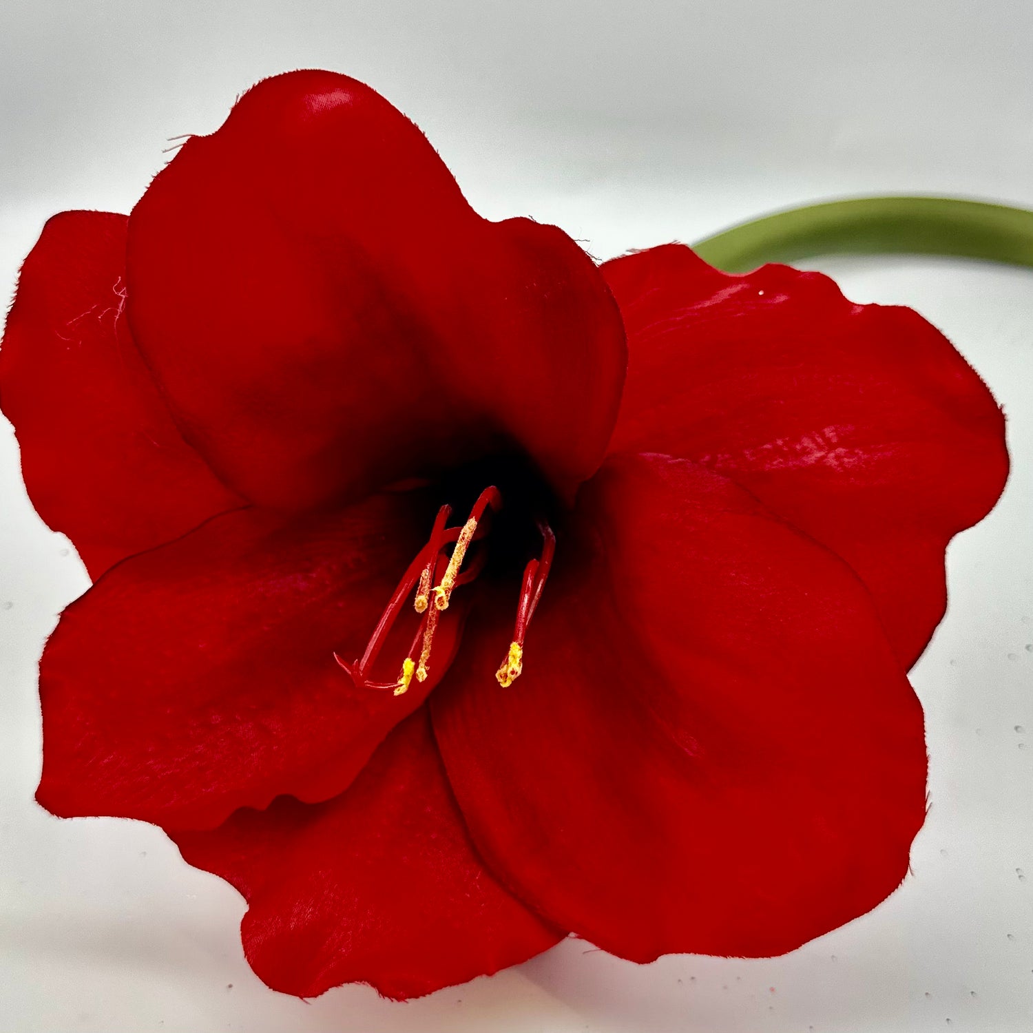 26" Red Amaryllis Stem
