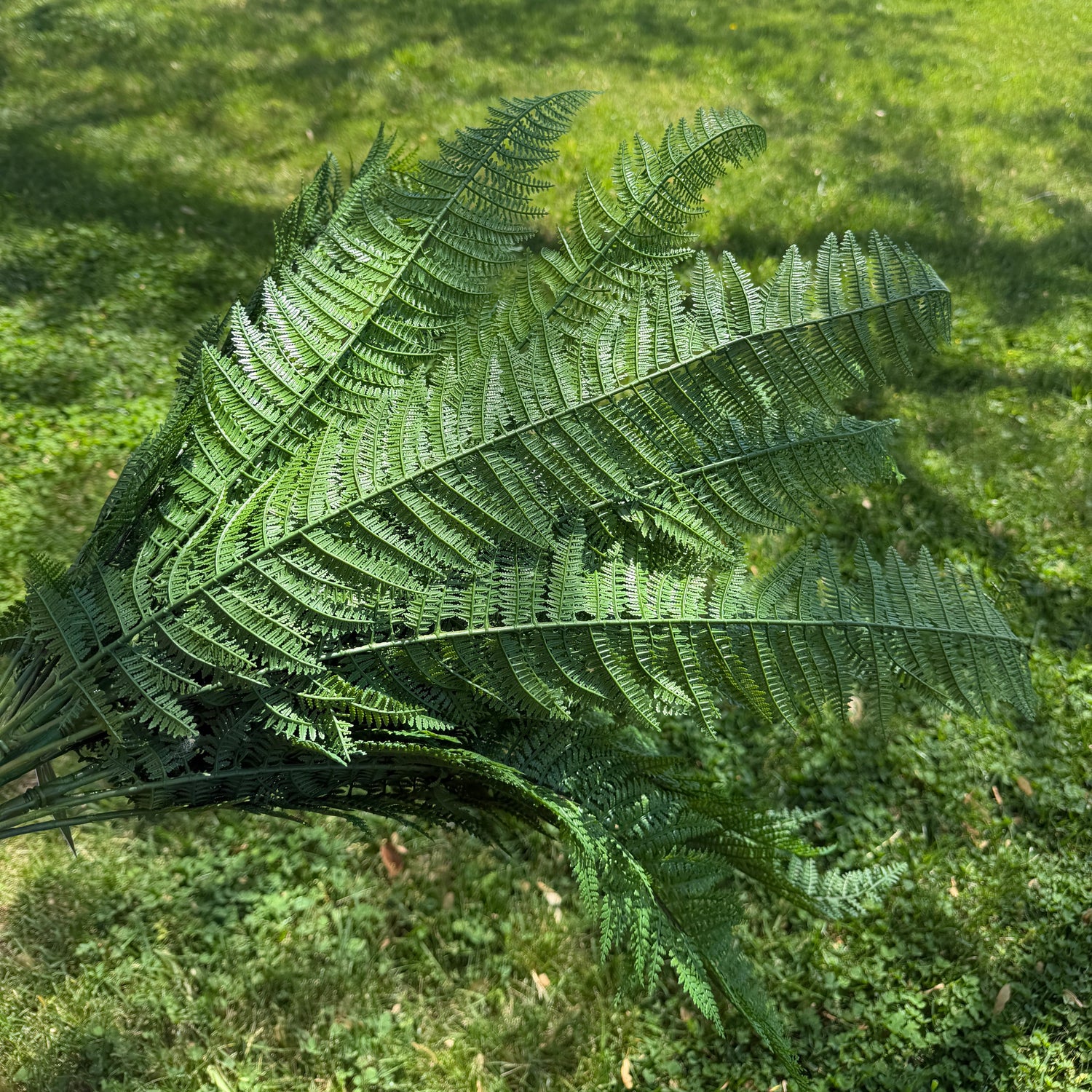 46" Luxury Leather Fern Bush