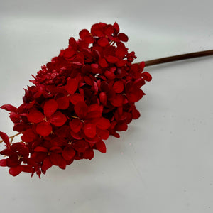 29" Dark Red Peegee Hydrangea Stem