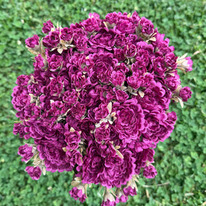 16" Fall Mum Bush | Available in Burgundy or Plum