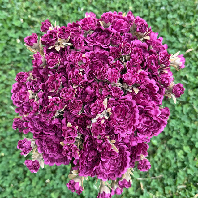 16" Fall Mum Bush | Available in Burgundy or Plum