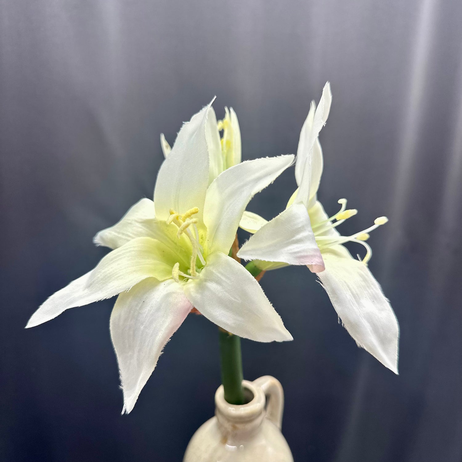 17" White Star Amaryllis Stem