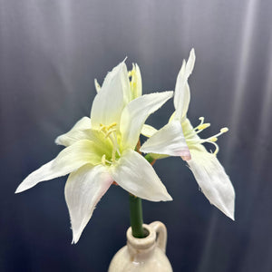 17" White Star Amaryllis Stem