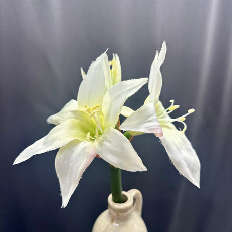 White Star Amaryllis Stem, additional view