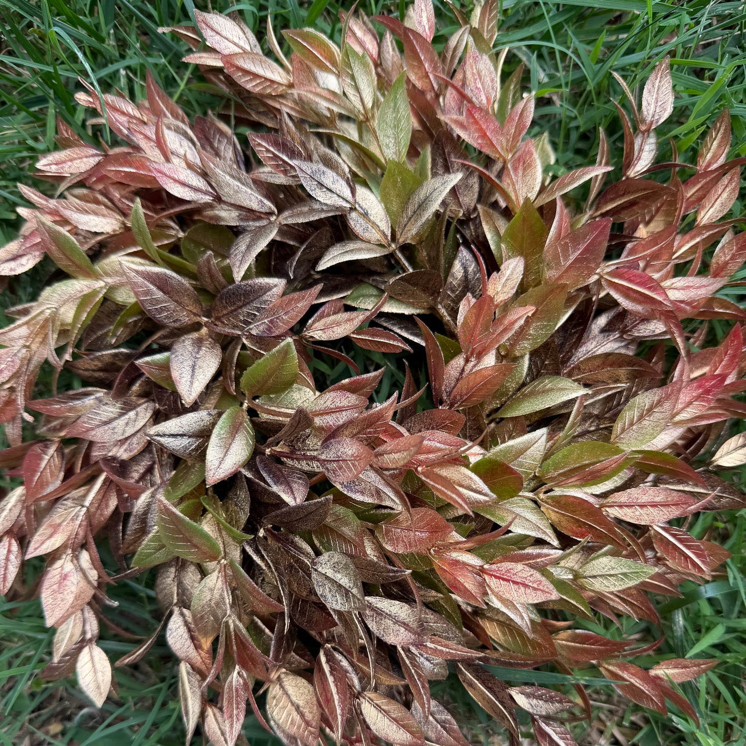 10" Golden Copper Ruscus Wreath (4" Base)