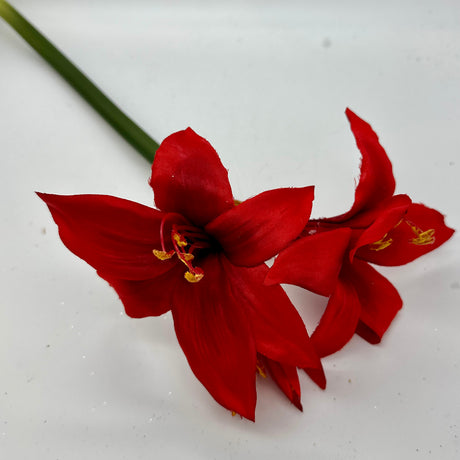 Red Star Amaryllis Stem, additional view