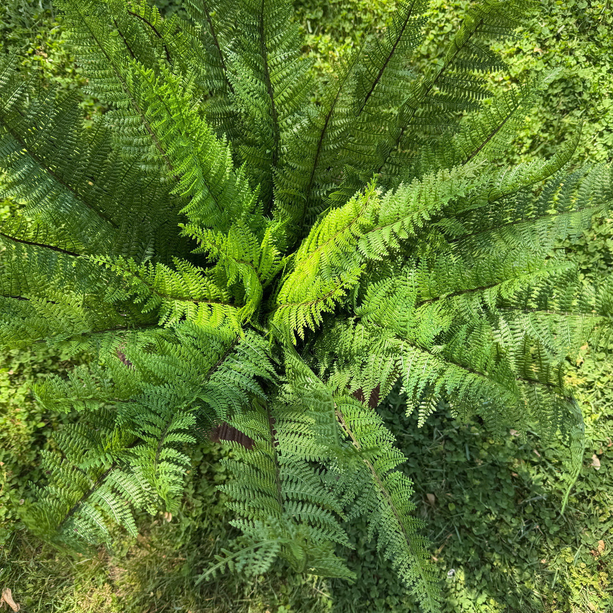 46" Luxury Leather Fern Bush