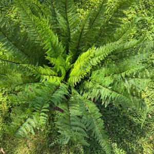 46" Luxury Leather Fern Bush