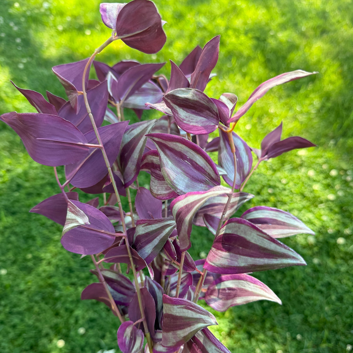 19" UV Tradescantia Bush