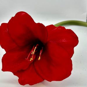 26" Red Amaryllis Stem