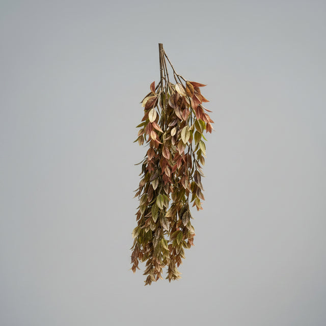 30" Copper Ruscus Hanging Bush