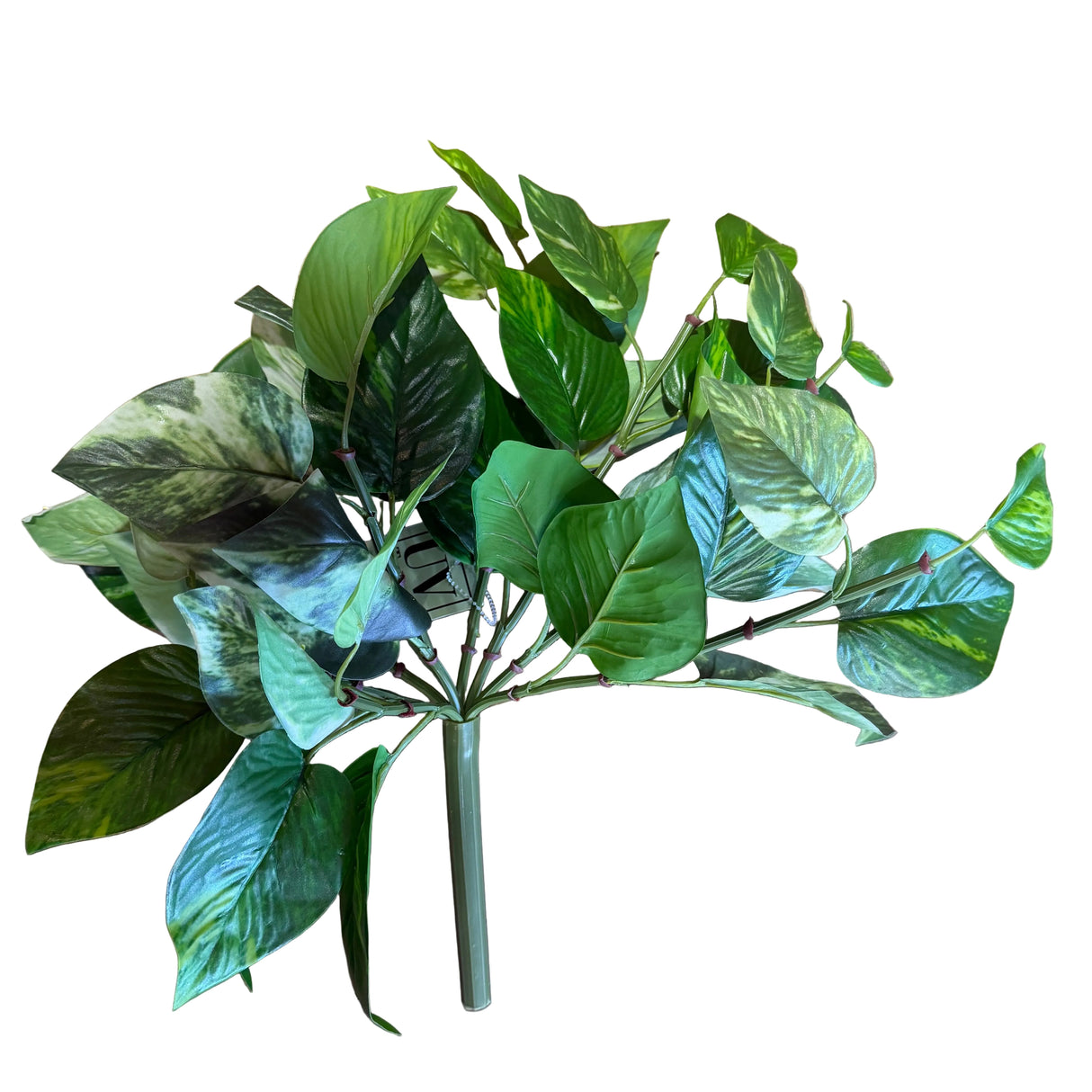 16" Pothos Bush | Green & Yellow | UV Protected