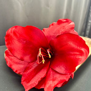26" Red Amaryllis Stem