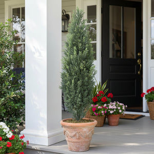 Potted coniferous tree on a wooden floor with decorative items in the background