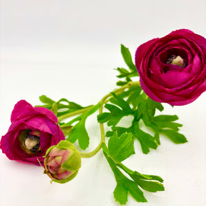 RANUNCULUS W BUDS STEM MAGENTA