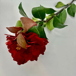 37" Red Camelia Stem
