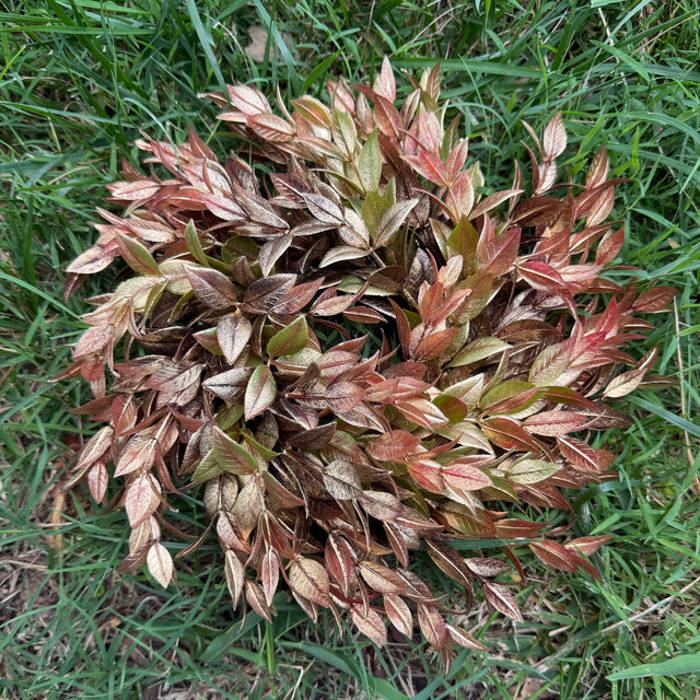 10" Golden Copper Ruscus Wreath (4" Base)