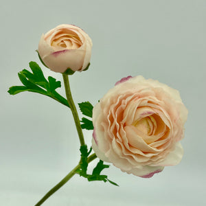 23” Just Cut Ranunculus + Bud |Blush