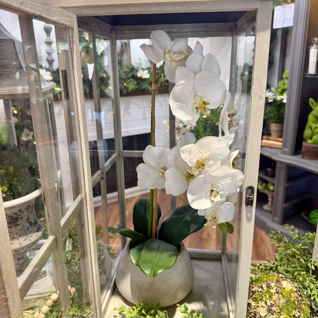 24" Natural Touch Phaleanopsis Orchid in Cement Pot White
