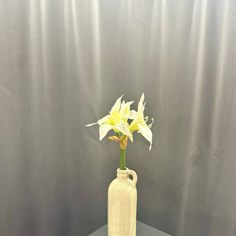 17 inch White Star Amaryllis Stem