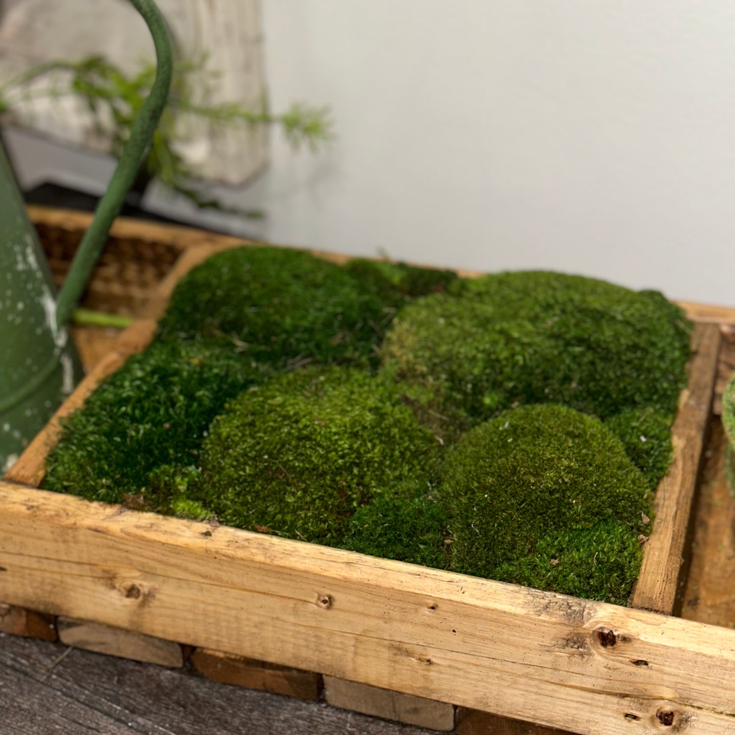 34.5” One Compartment Moss Walnut Tray