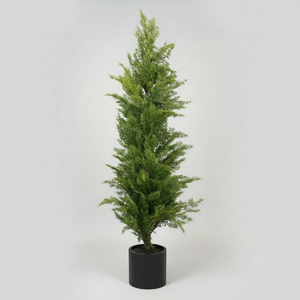 60" Potted Juniper Bush