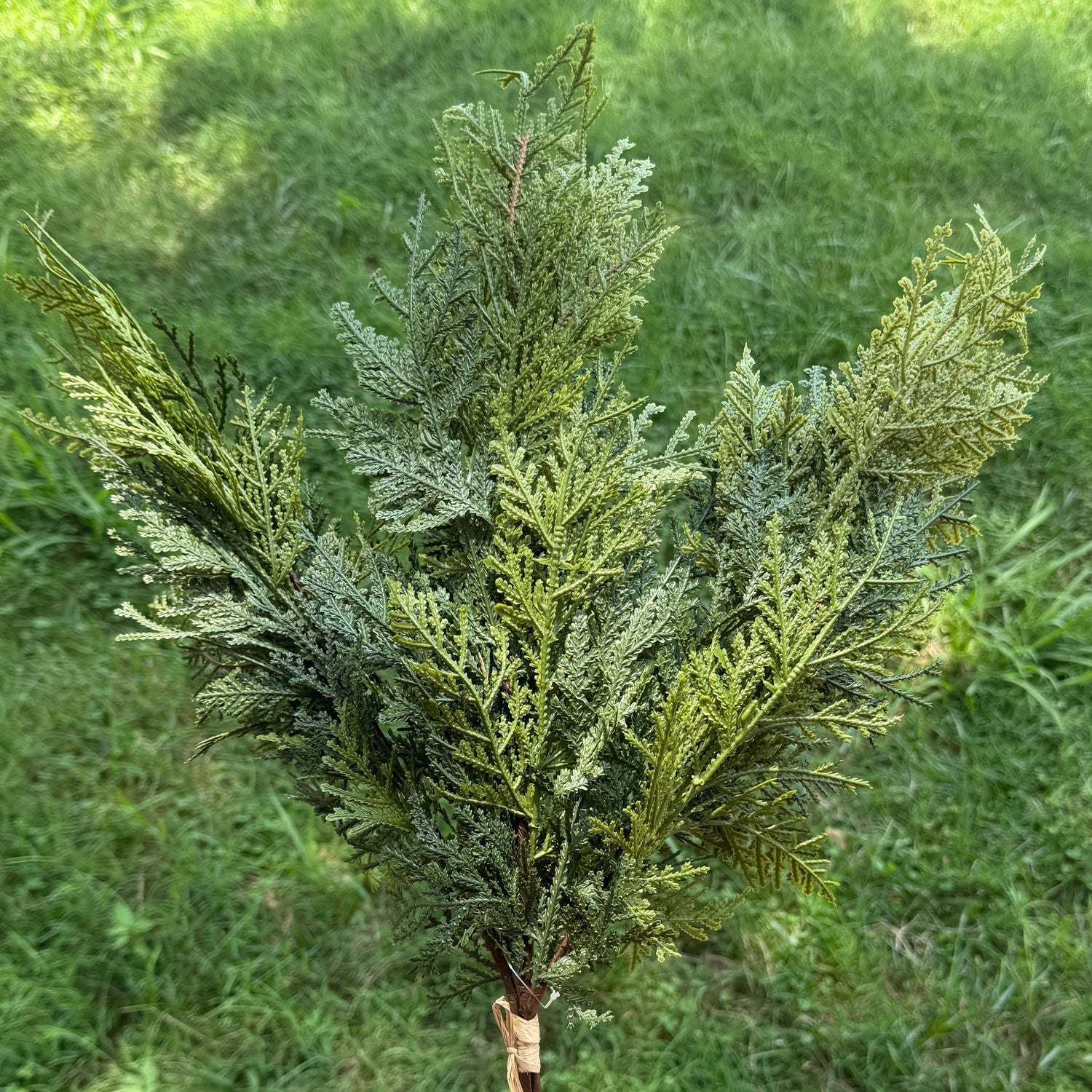 28" Cedar Greenery Bundle
