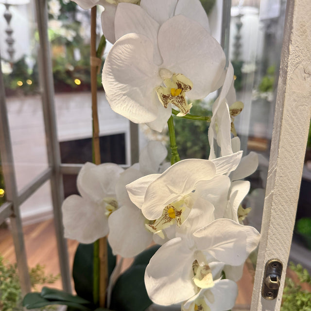 24" Natural Touch Phaleanopsis Orchid in Cement Pot White