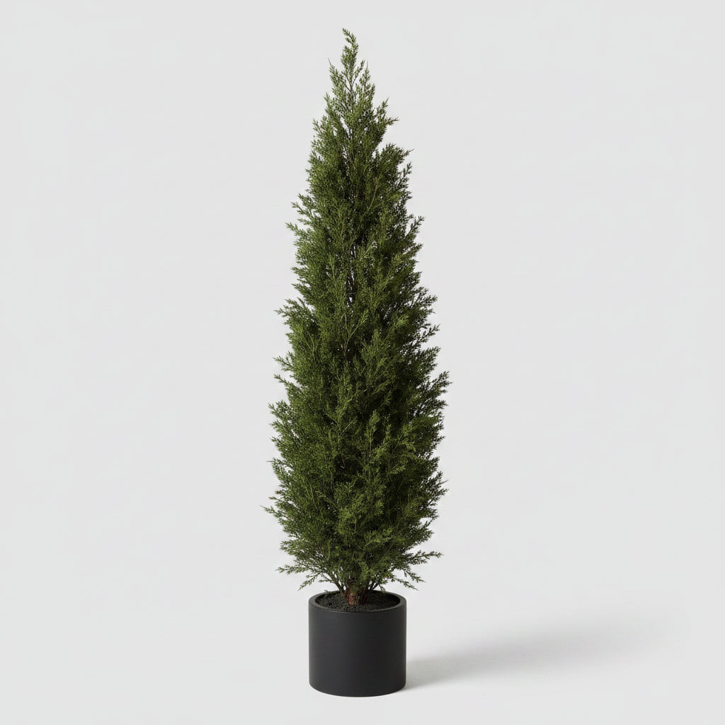 60" Potted Juniper Bush